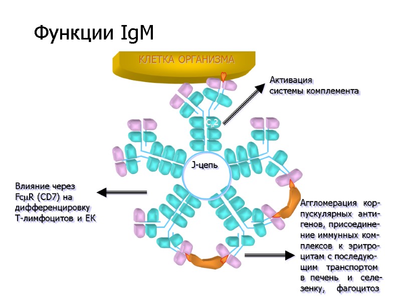 J-цепь Активация системы комплемента C2 Аггломерация  кор- пускулярных  анти- генов, присоедине- ние